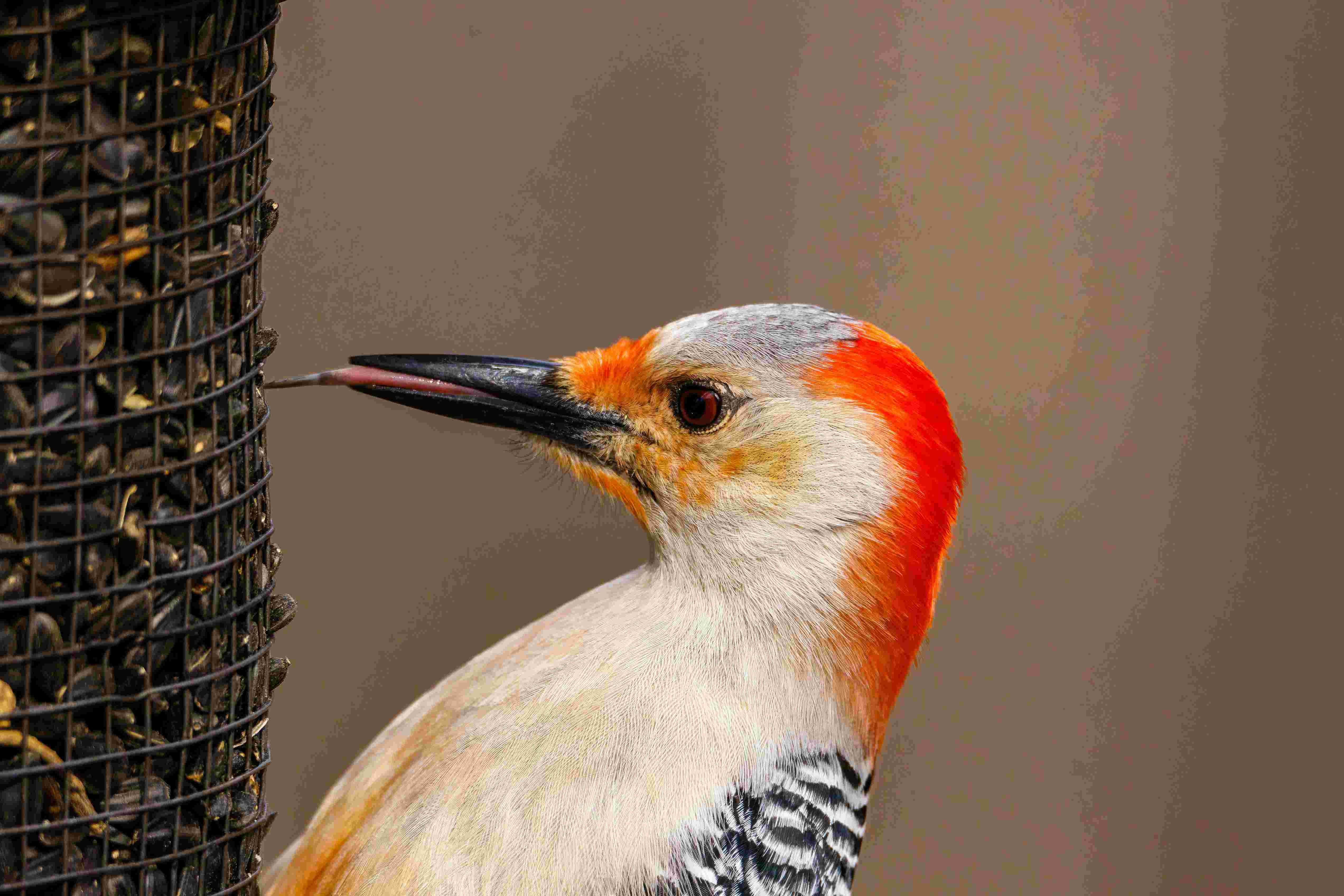 Maak een feestmaal voor de vogels