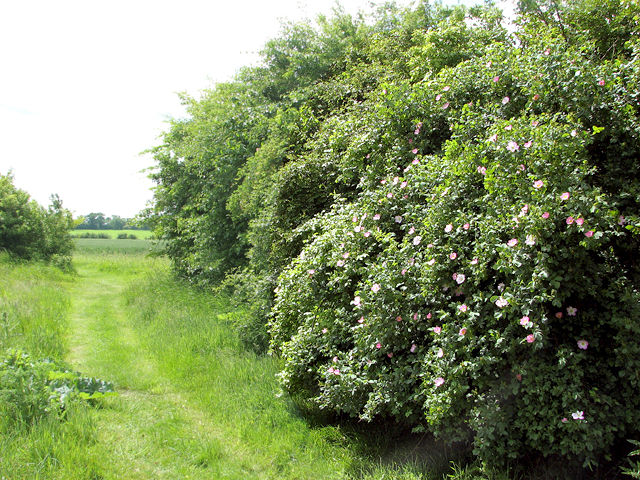 Winter work party: Hedge planting, near Wilburton