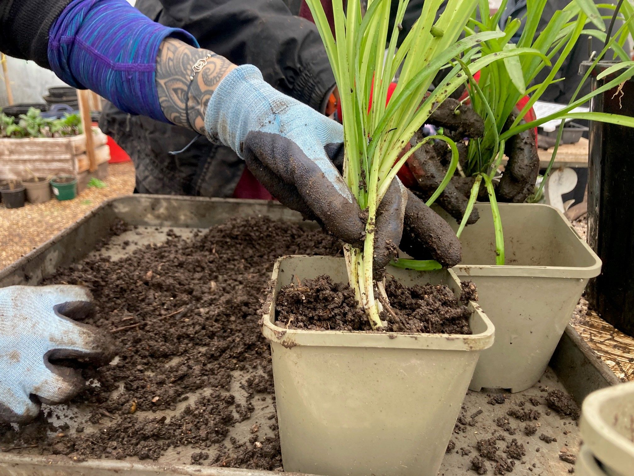 Garden Buddy Volunteers