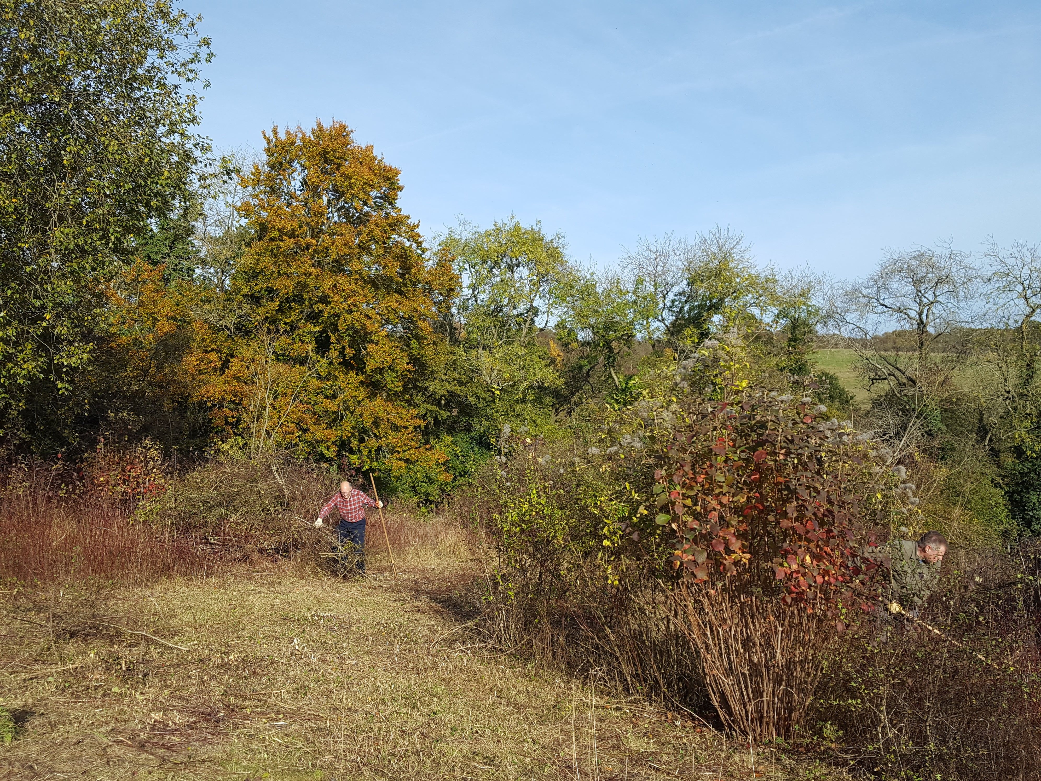 Conservation task near Beaconsfield