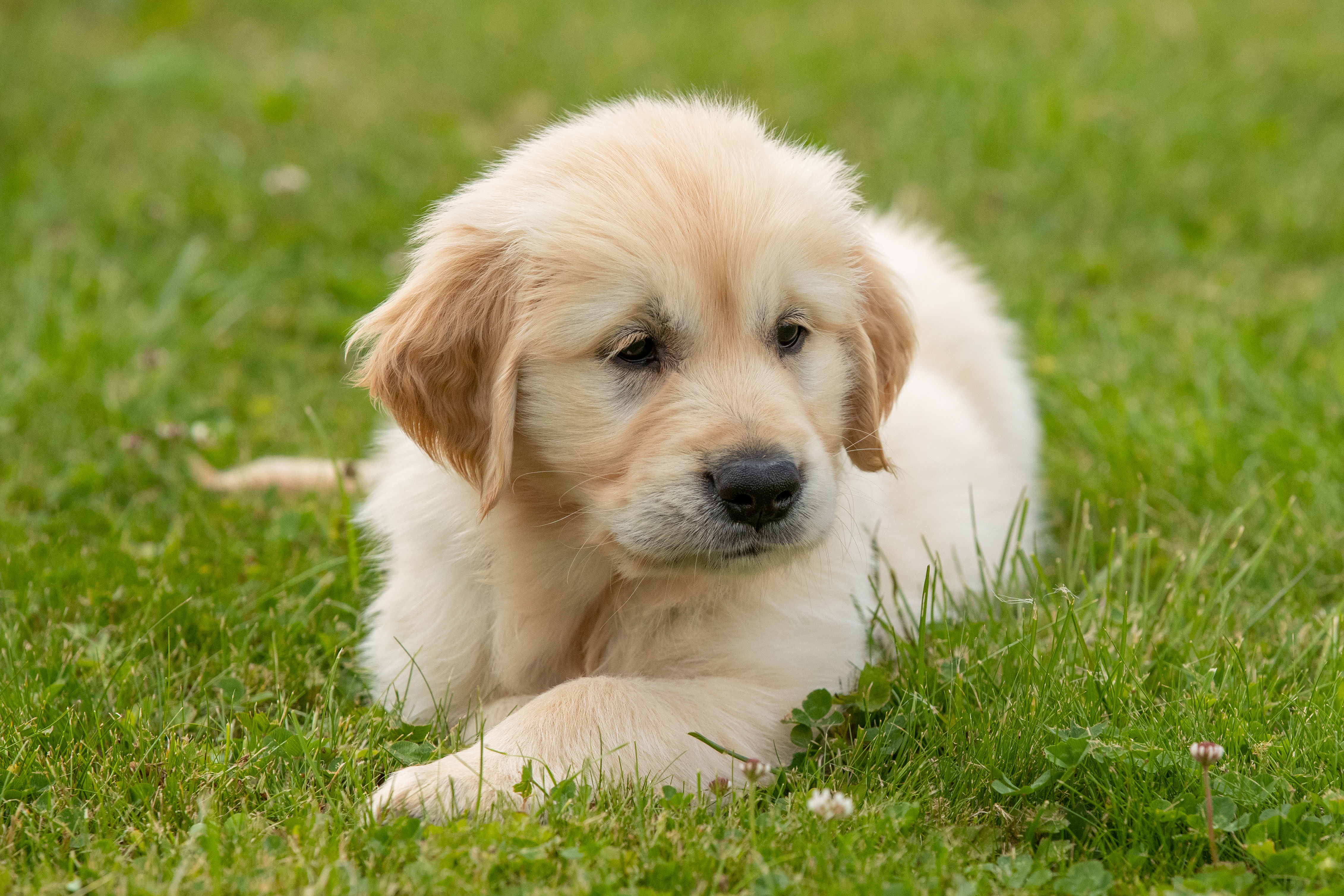 Puppy Raiser | Volunteer Bucks