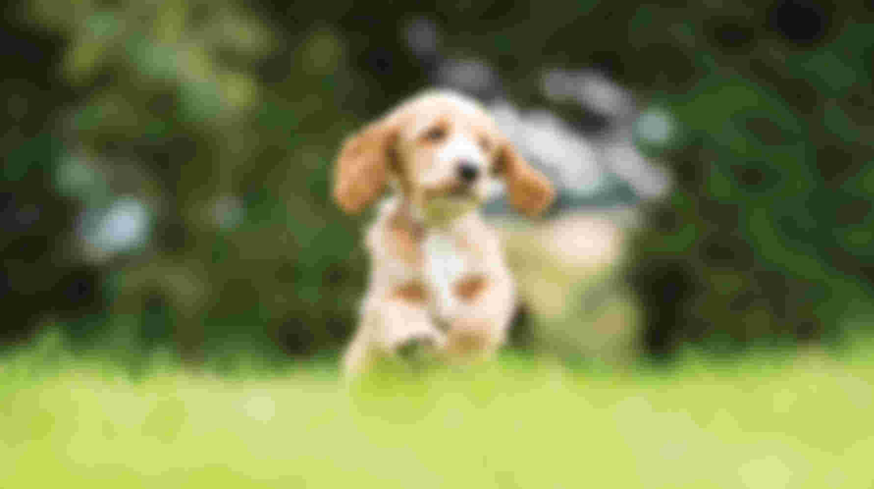 Volunteer Puppy Training - Cambridgeshire