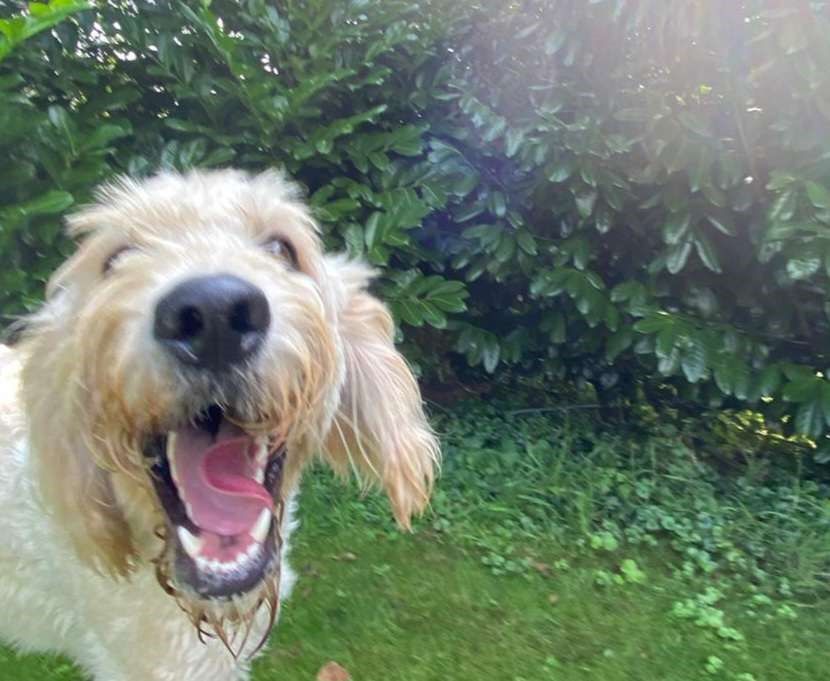 Hondenverzorger/ trainer