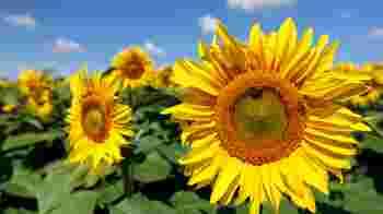 Vegan Community Organiser