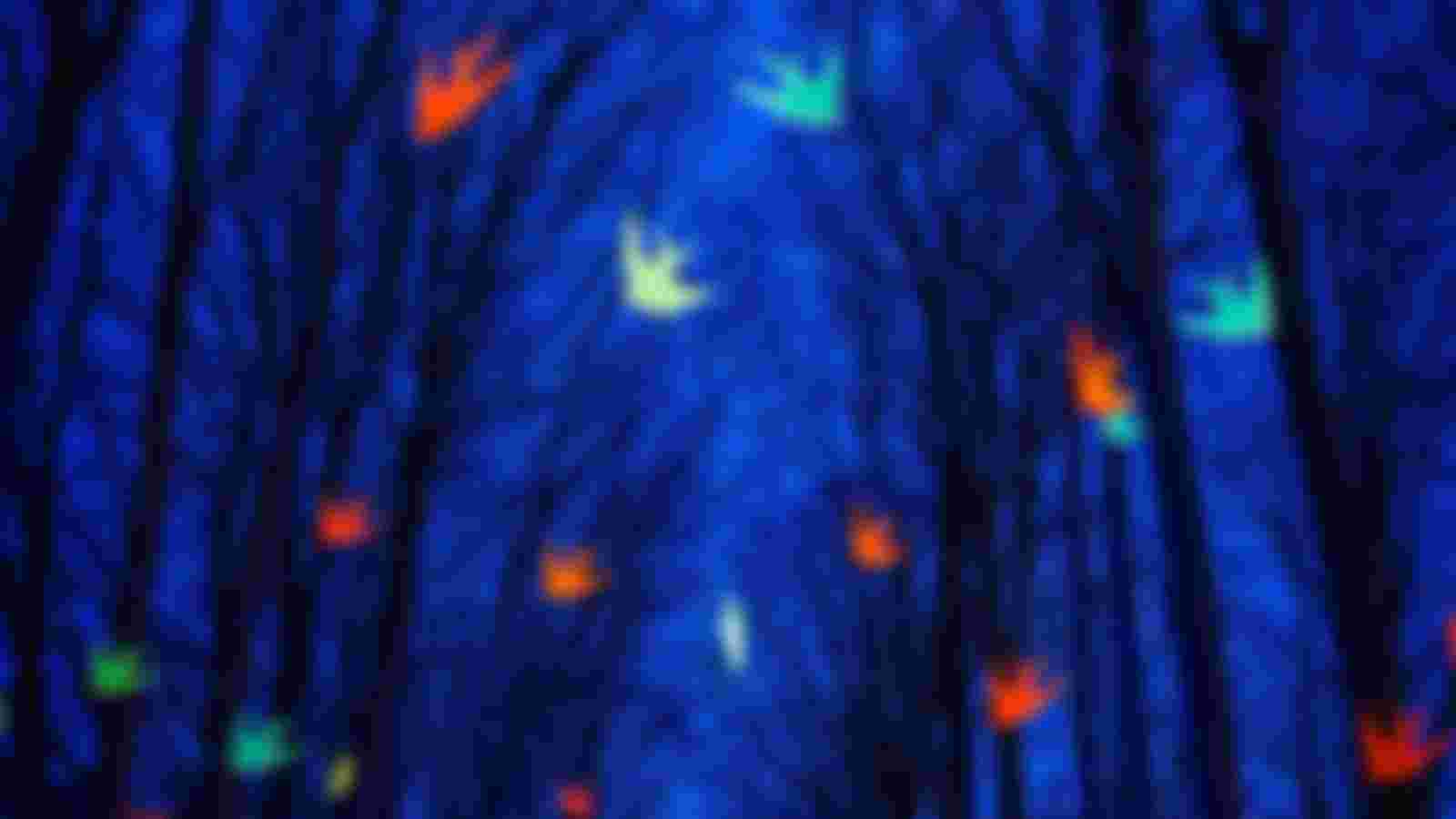 Do you want to be part of a magical event in Apeldoorn?