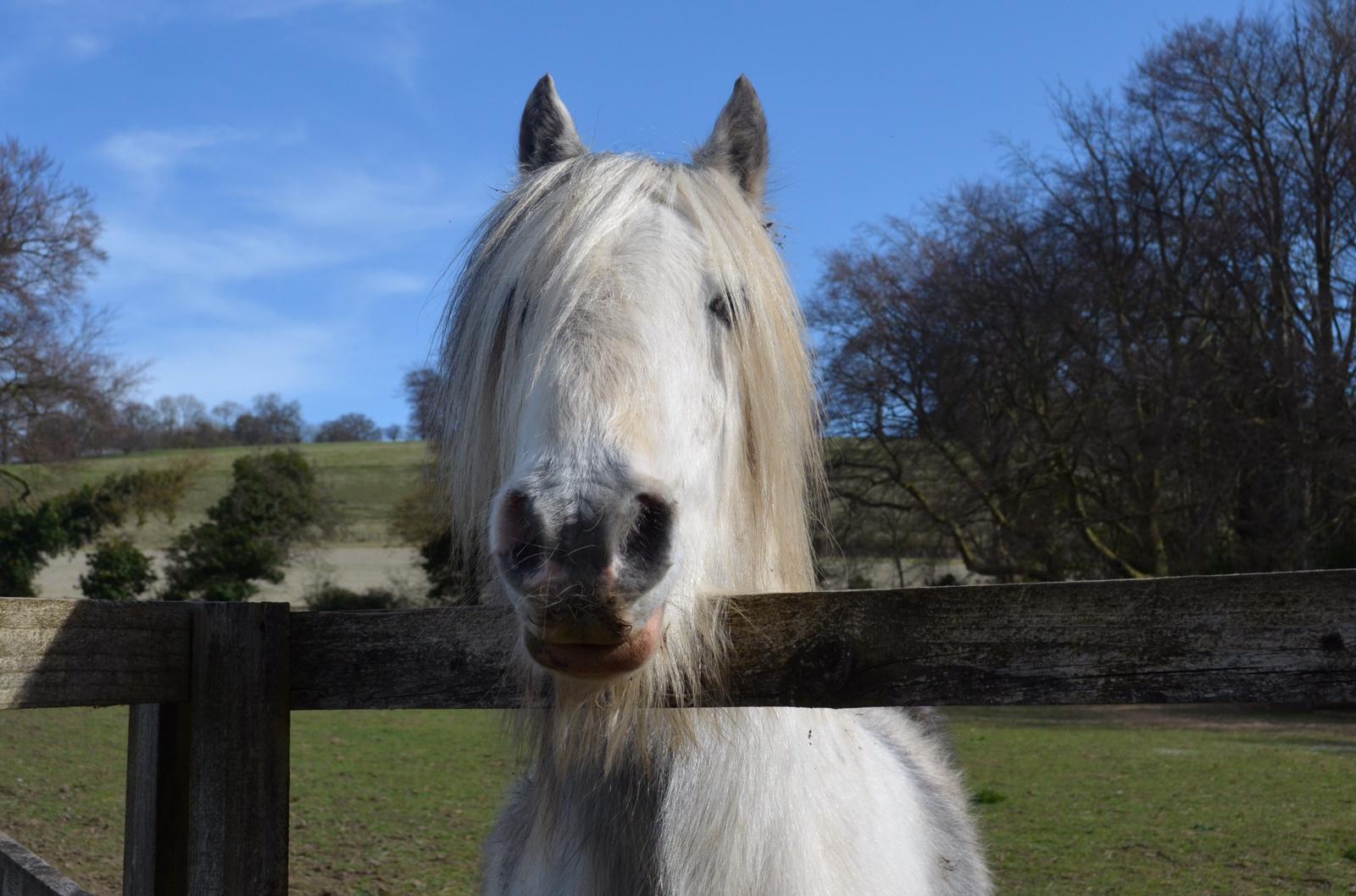 Experienced Rider for RDA Horse Training