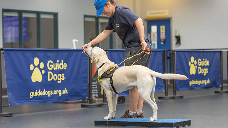 Foster a Guide Dog in training | BVSC