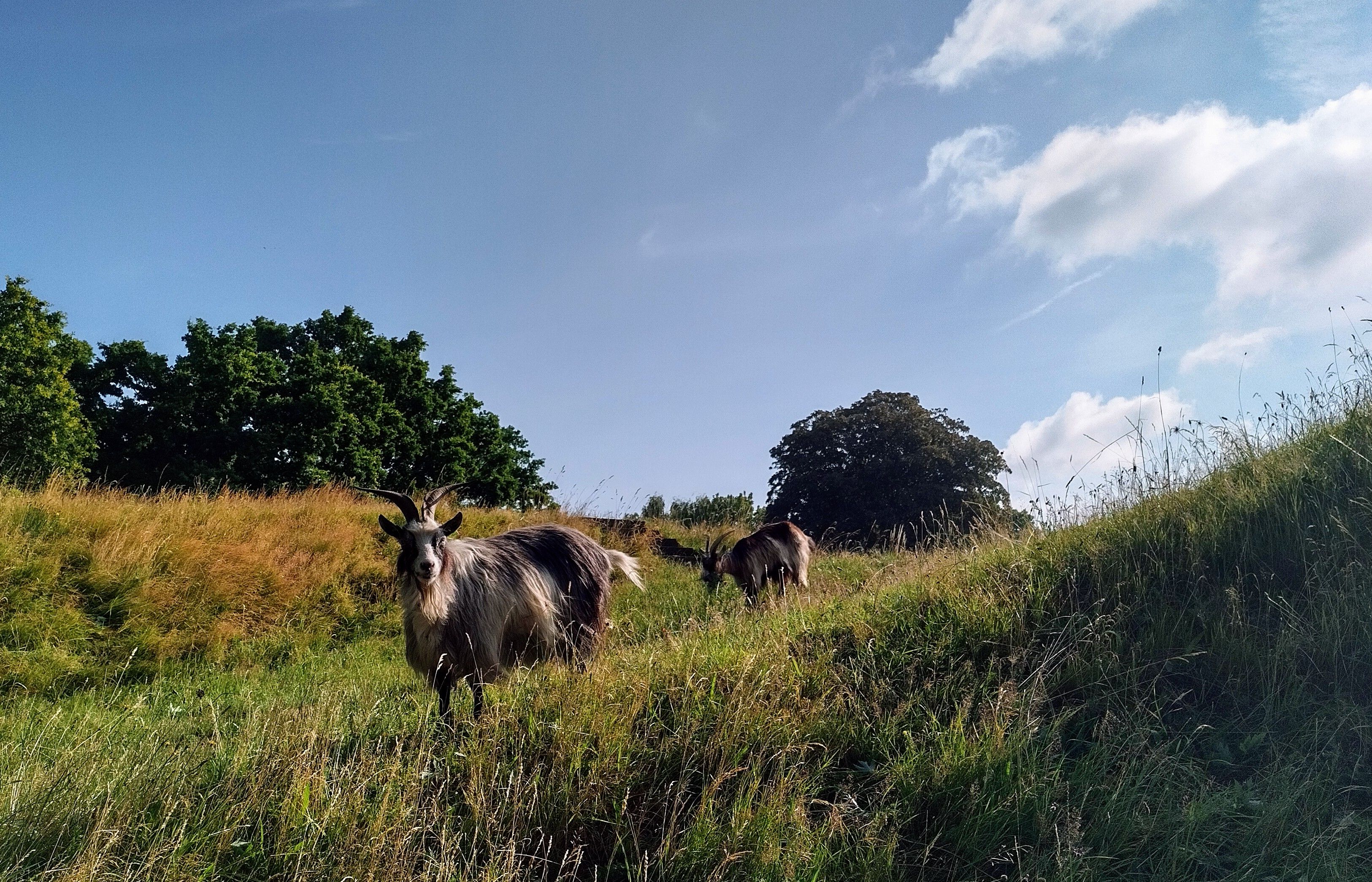 Help mee met het groen!