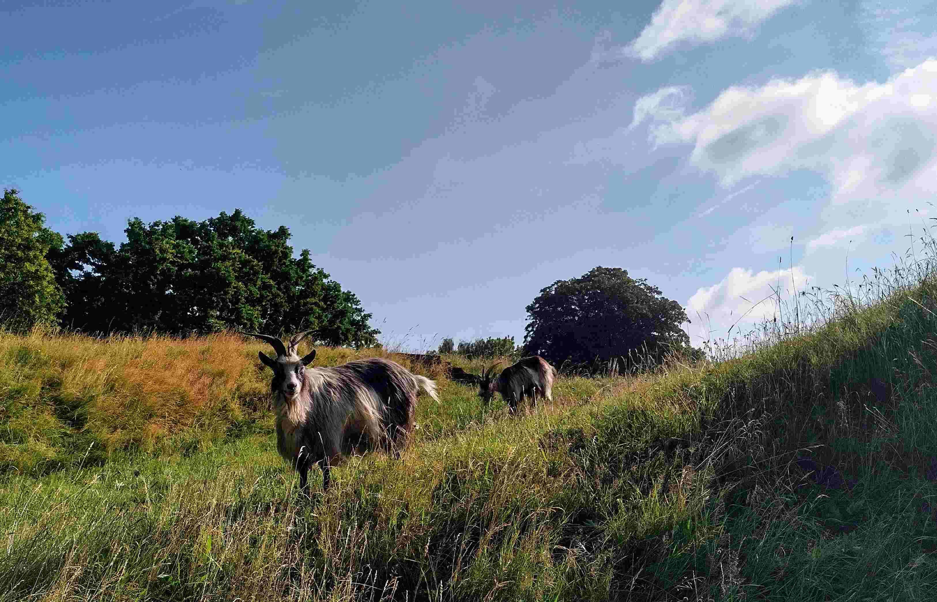 Help mee met het groen!