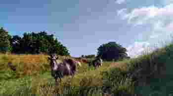 Help mee met het groen!