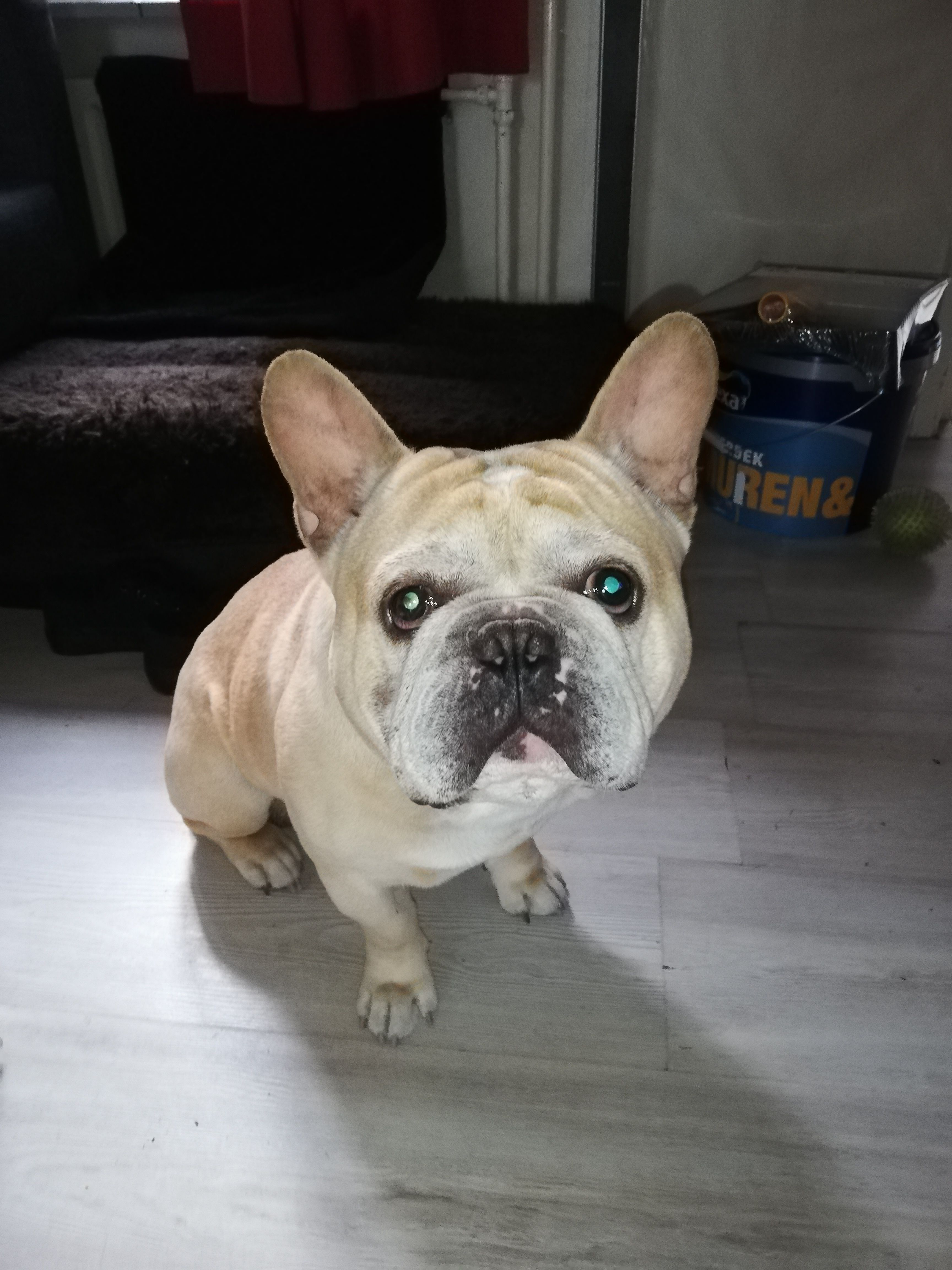 Wie wil 1 x per dag mijn hondje uitlaten?