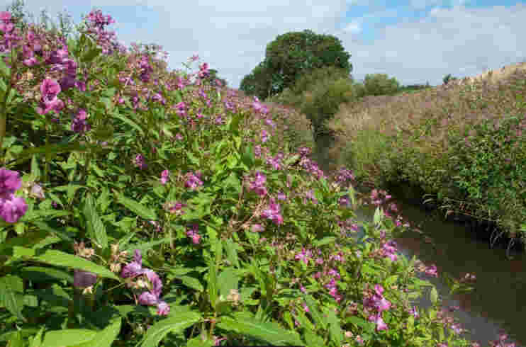 Land clearing 'working parties' of invasive plants for a charity in Taunton