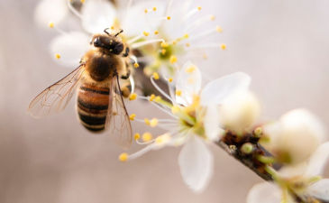Maak kans op een bijdrage tot €5.000 van Provincie Gelderland voor groene initiatieven.