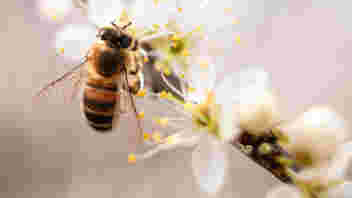 Maak kans op een bijdrage tot €5.000 van Provincie Gelderland voor groene initiatieven.