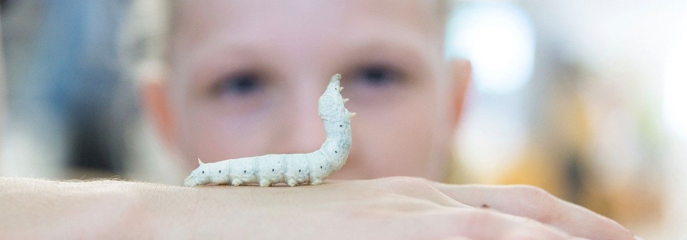 Enthousiaste Rupsologen/Entomologen gezocht! (ervaring niet vereist!)