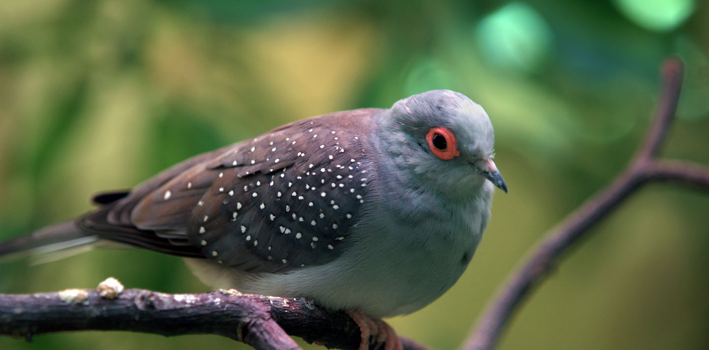 Zorg voor de voliere