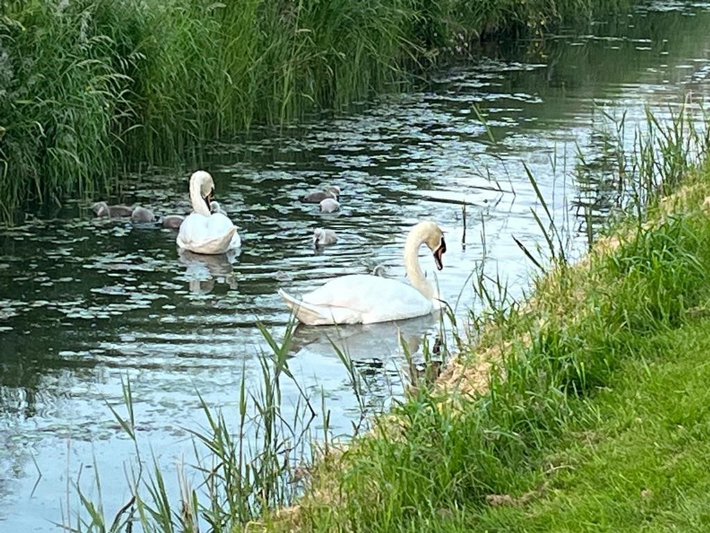 Wandel je mee naar het park of gaan we er samen op uit?