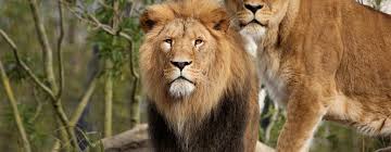 Maatje voor uitstapjes zoals naar Artis, winkelen en gezelligheid thuis