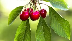 Samen werken in mijn Kersentuin en een bakkie doen?