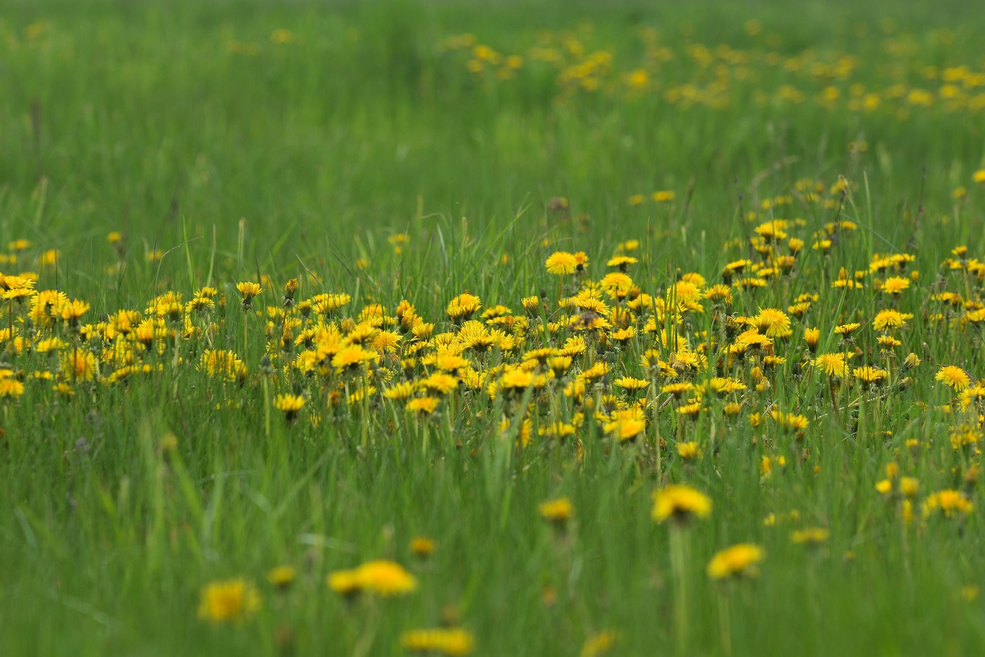 Handige tuinvrijwilliger gezocht voor onkruid wieden!