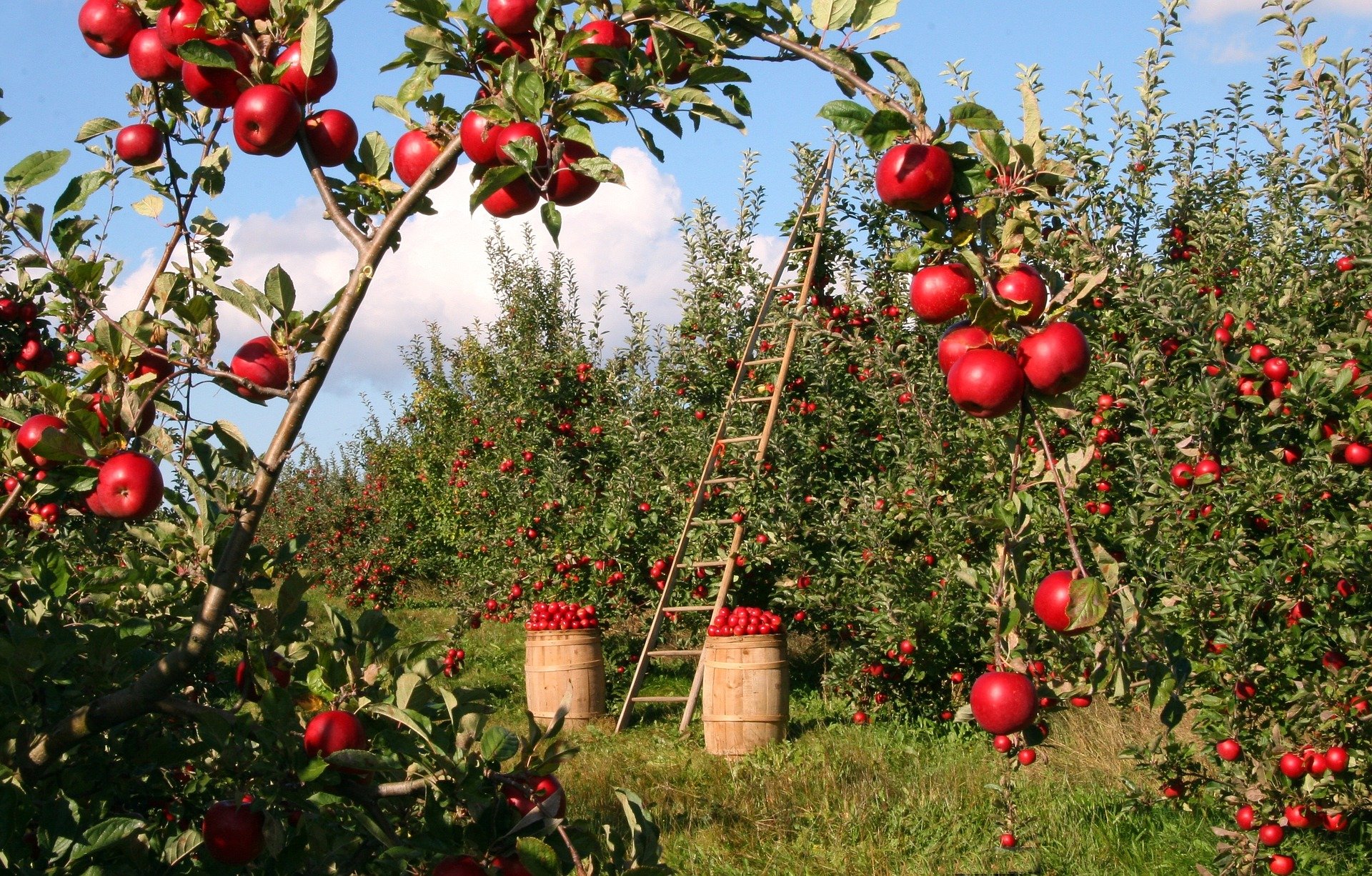 Ommetje maken in de fruittuin!