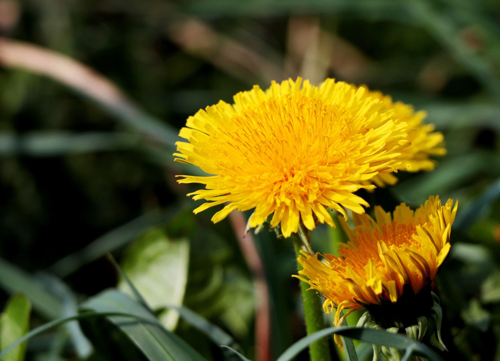 Heb jij groene vingers?