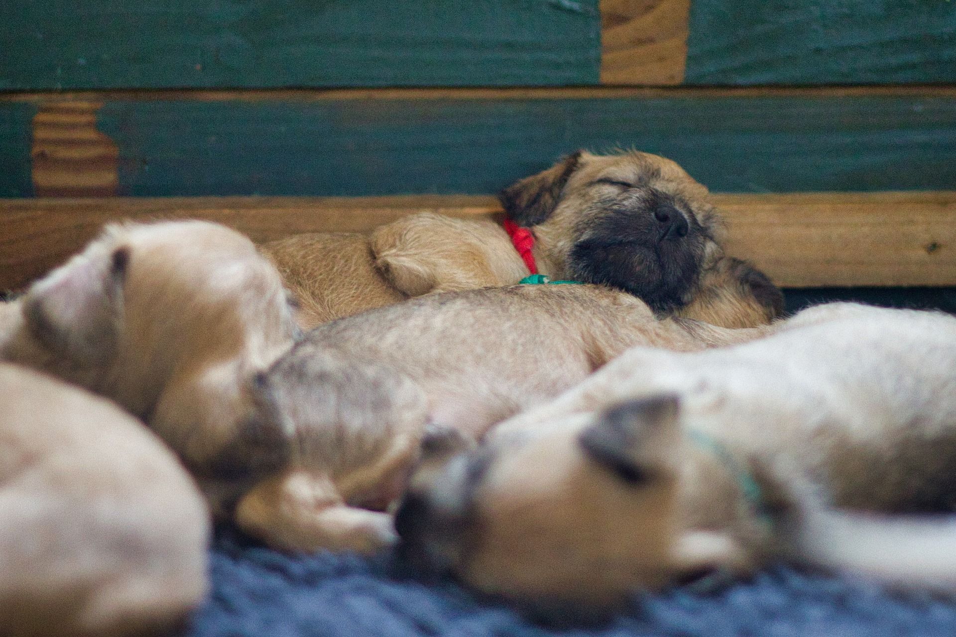Ben jij een honden liefhebber?
