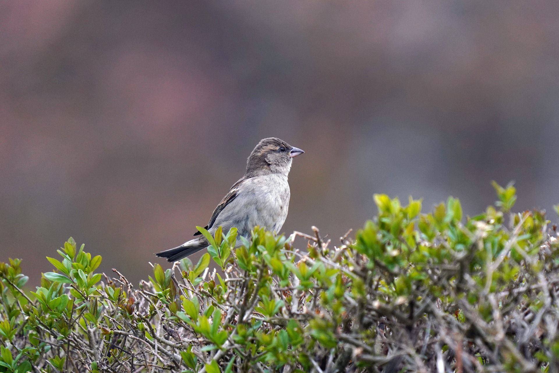 Kun jij de heg snoeien voor deze lieve mevrouw?