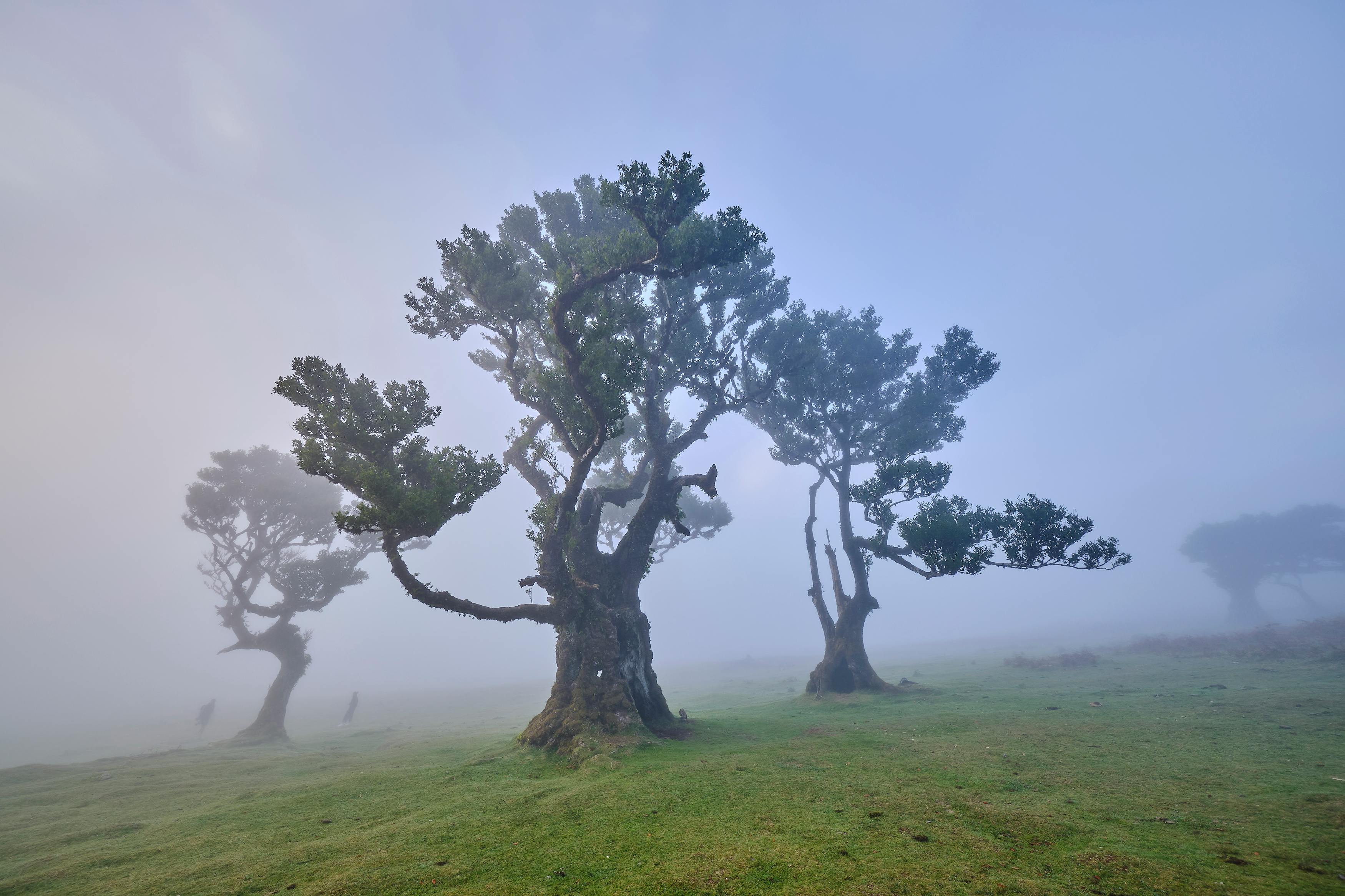 Zorg jij dat deze laurierboom weer wat vorm krijgt? 
