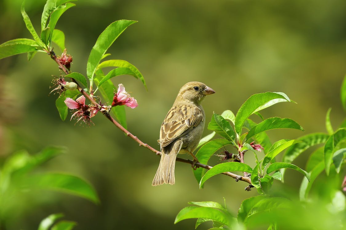 Afbreken van een vogel volière