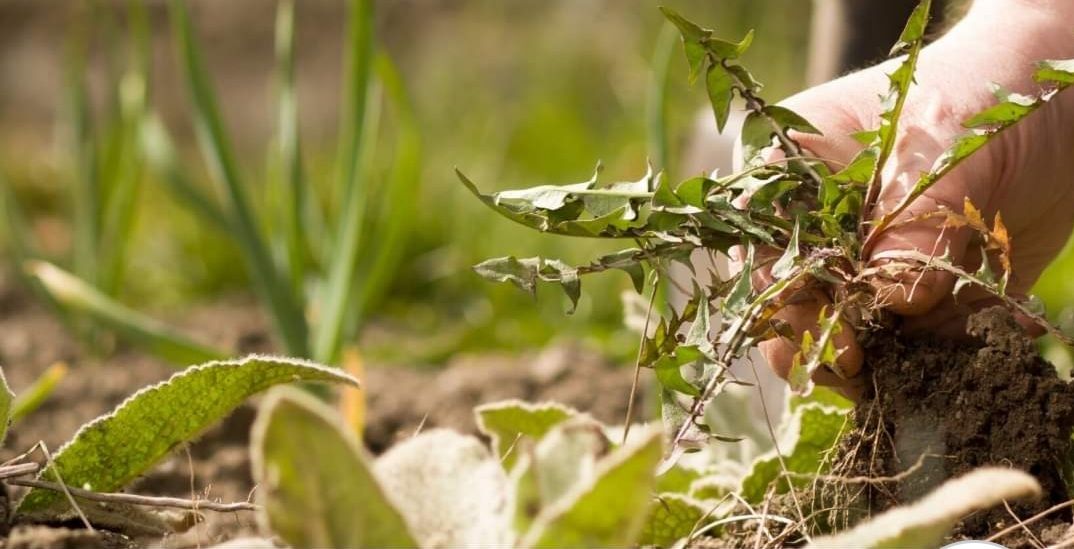 Tuinvrijwilliger kleine klusjes