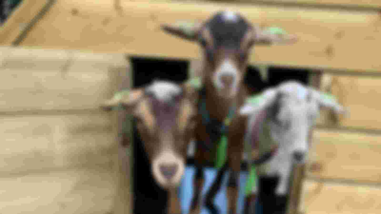 Word vrijwilliger bij Dierenweide Abstede