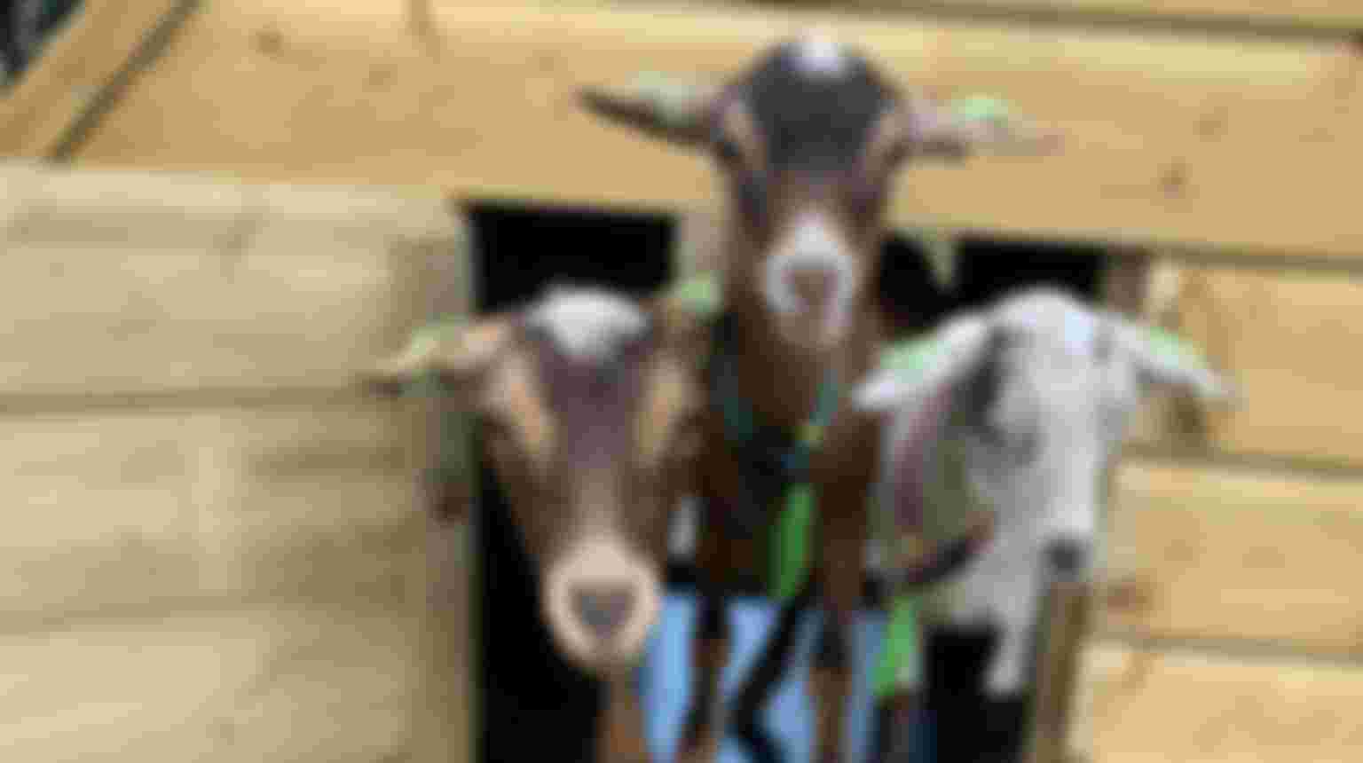 Word vrijwilliger bij Dierenweide Abstede