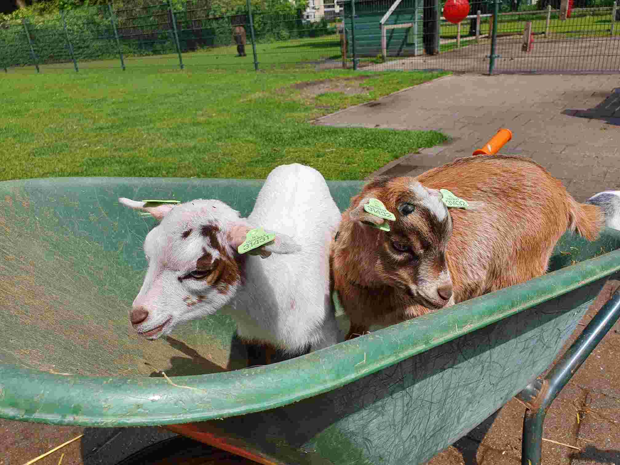 Volunteer at Dierenweide Abstede