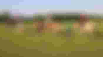 Begeleider paardrijles mensen met een beperking