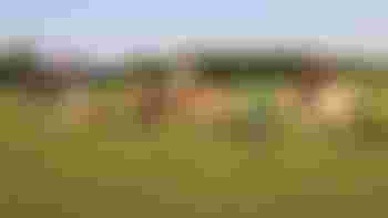 Begeleider paardrijles mensen met een beperking