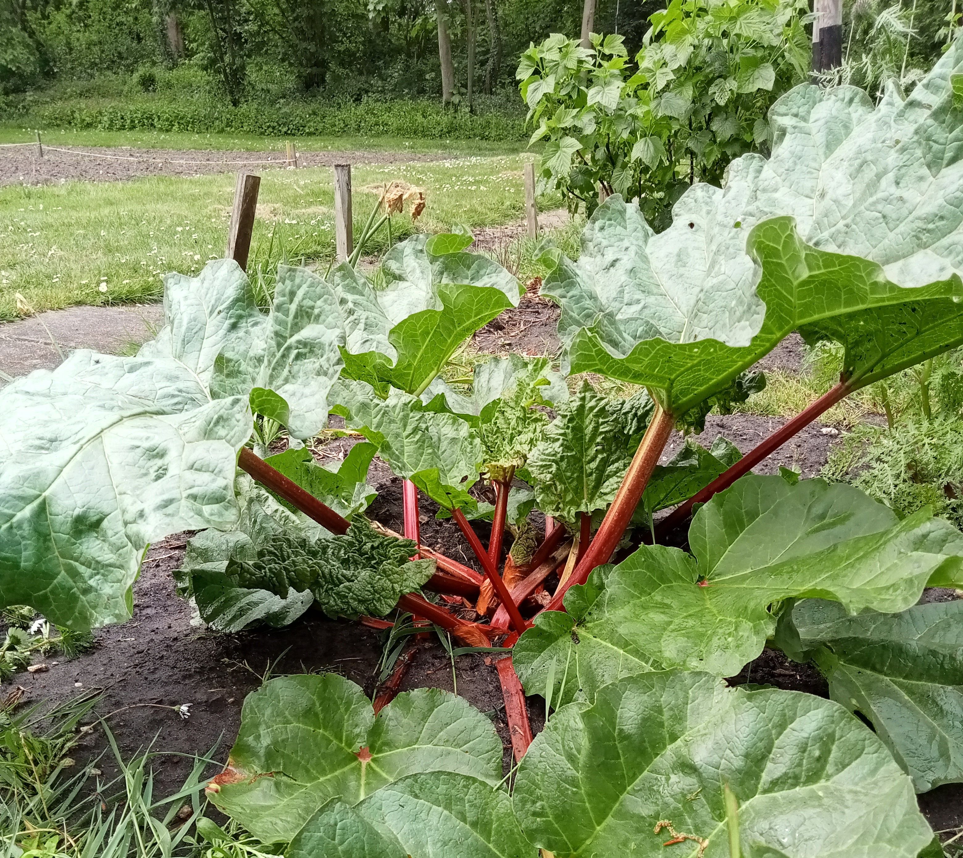 Doe mee op de moestuin!