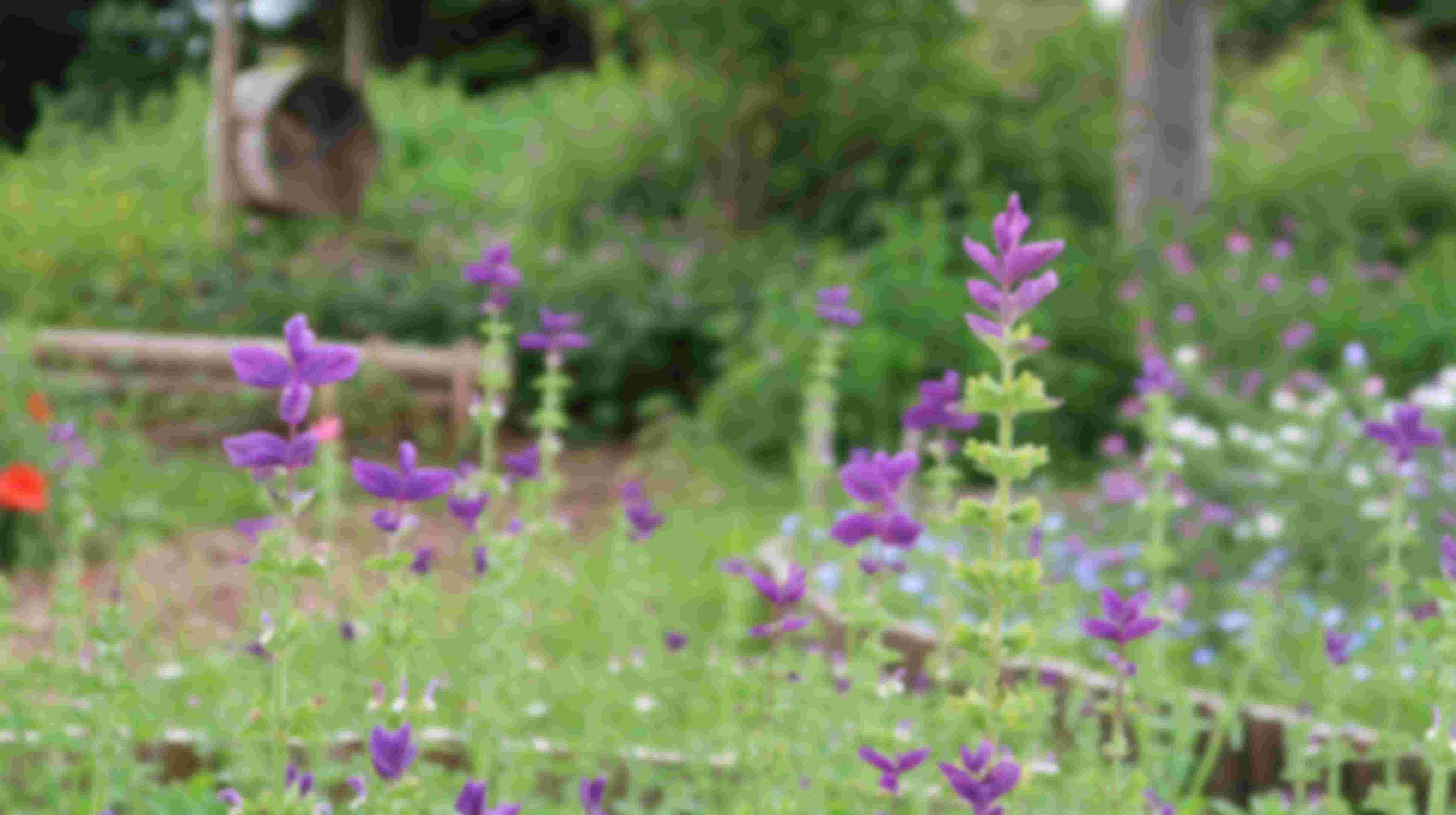 Help mee in de (educatieve) tuin van Griftsteede