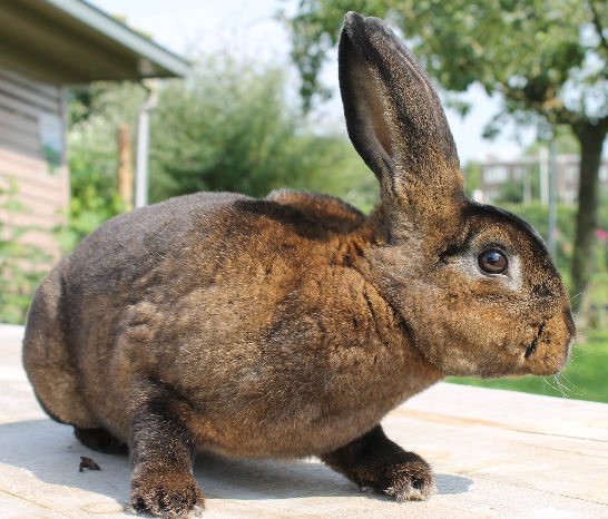 Als dierbegeleider mee met de dieren naar het Wilhelmina kinderziekenhuis