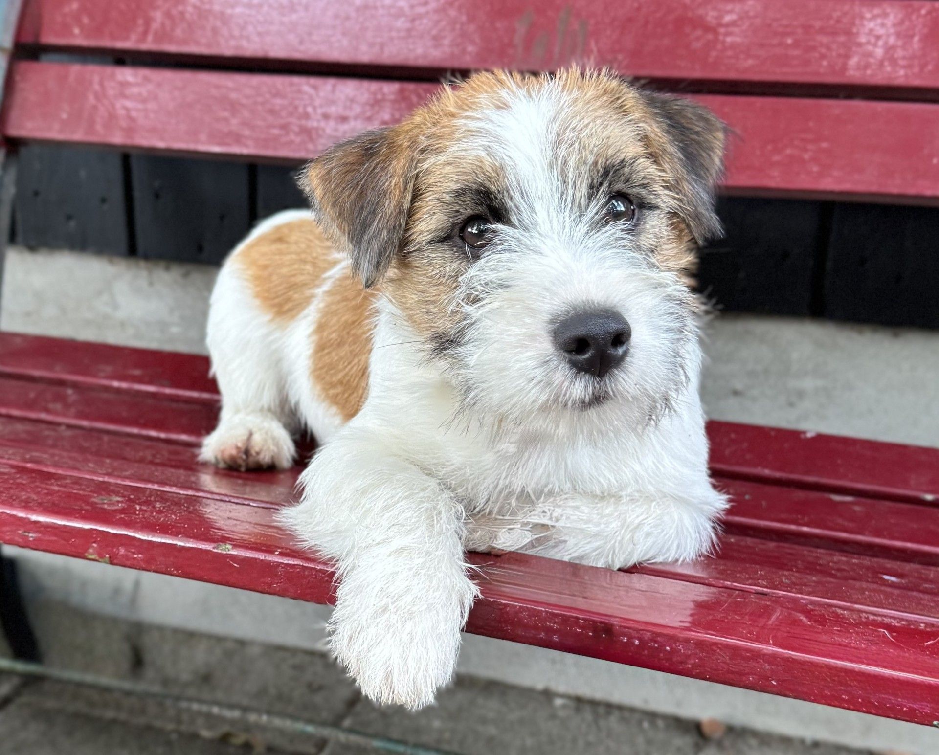 kennel van langelo-honesch