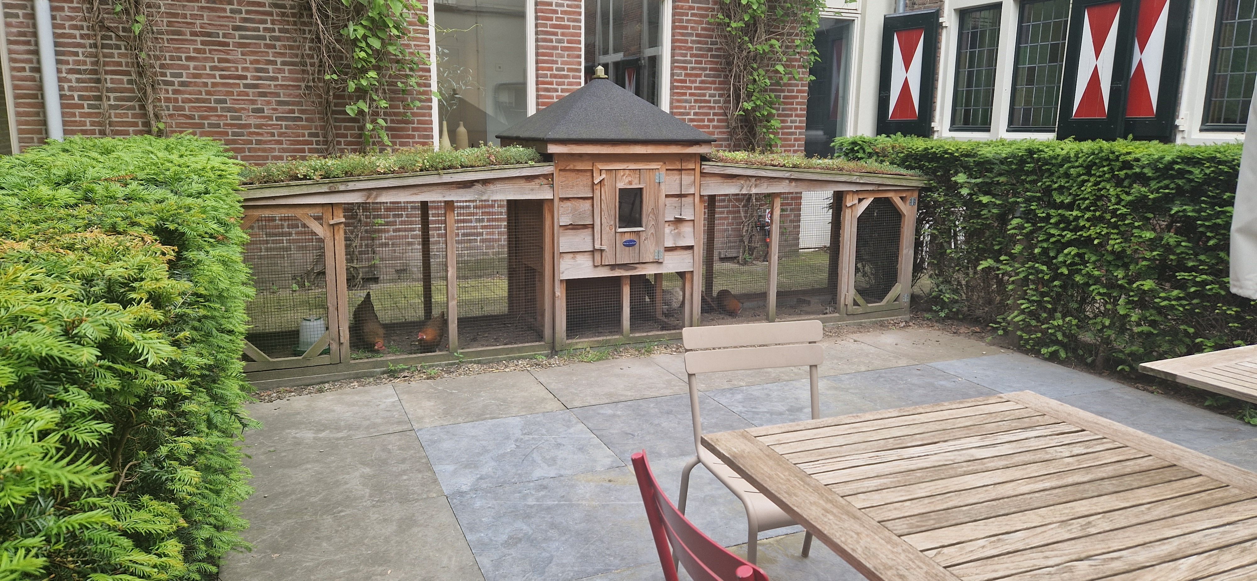 Kippenverzorging in prachtige binnentuin Bartholomeus gasthuis 