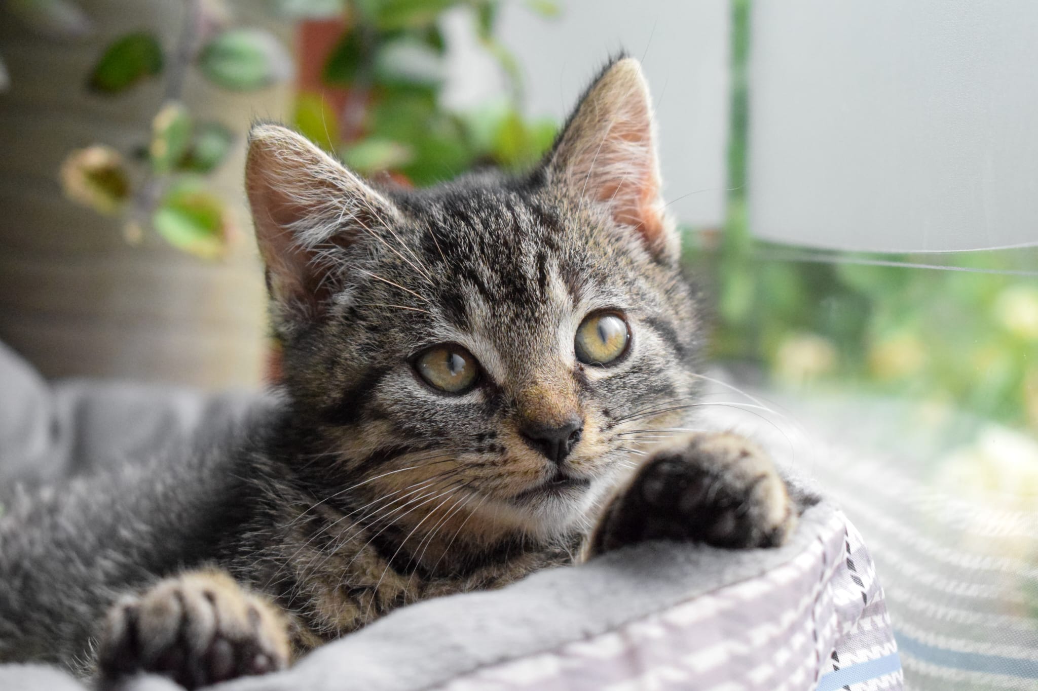 Kittenopvanger gezocht!