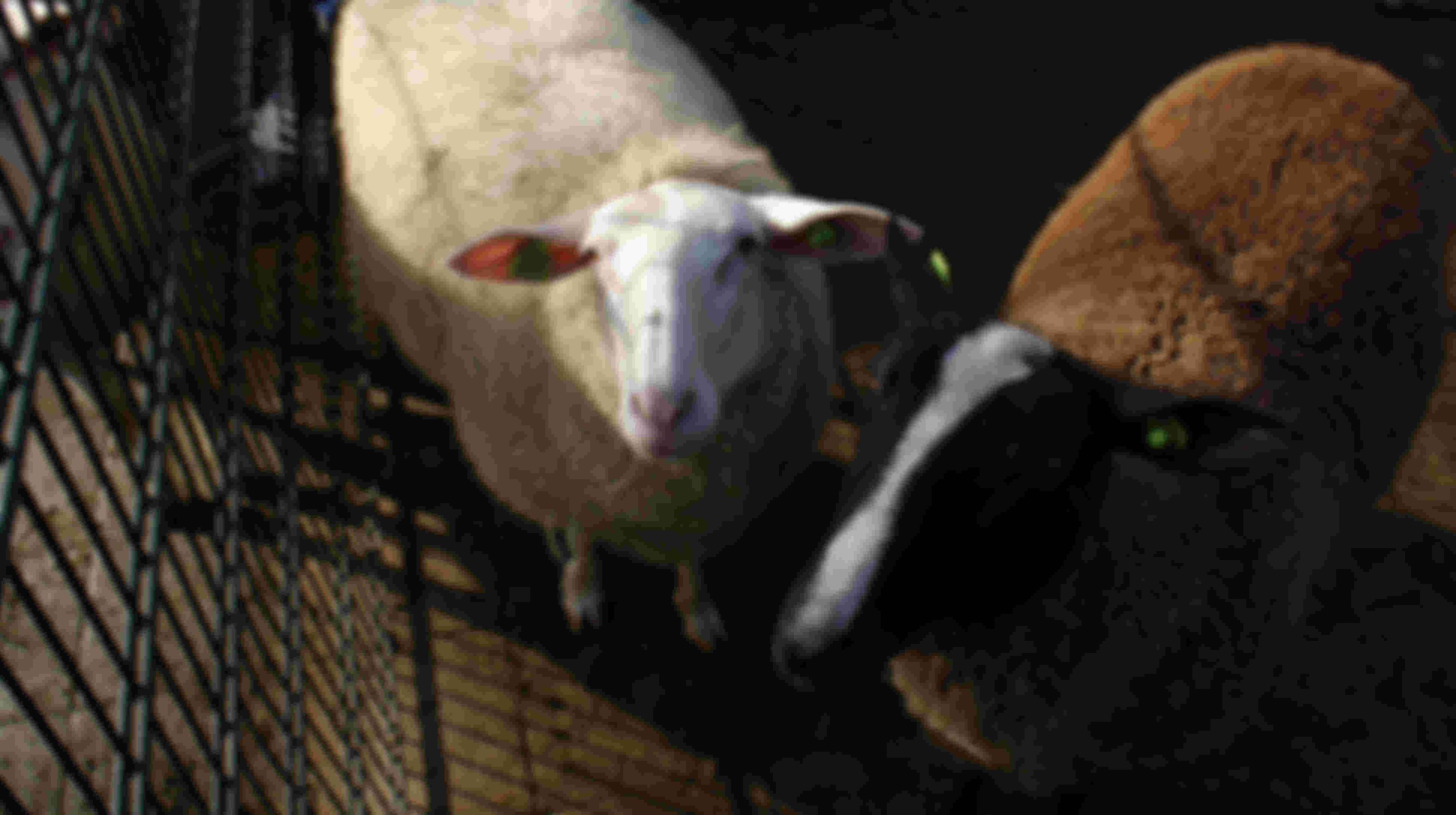 Hulp bij dierverzorging