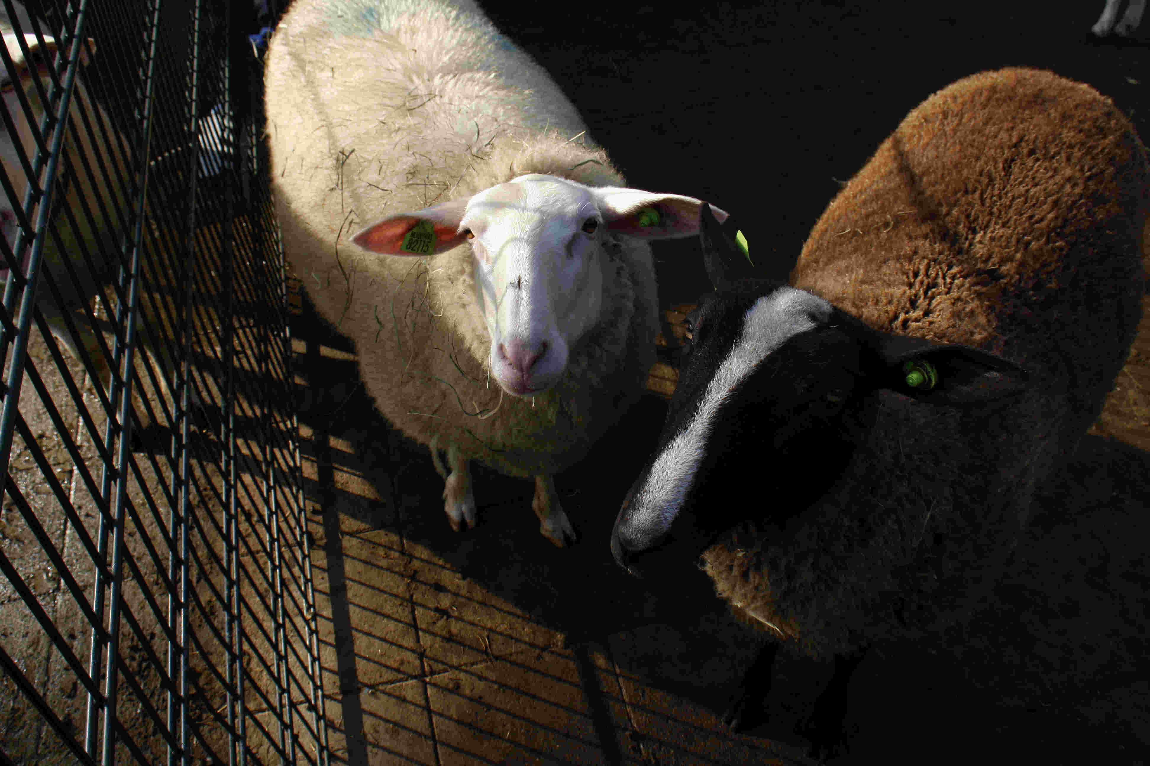 Hulp bij dierverzorging