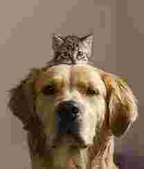 Kattenvrouwtje gezocht