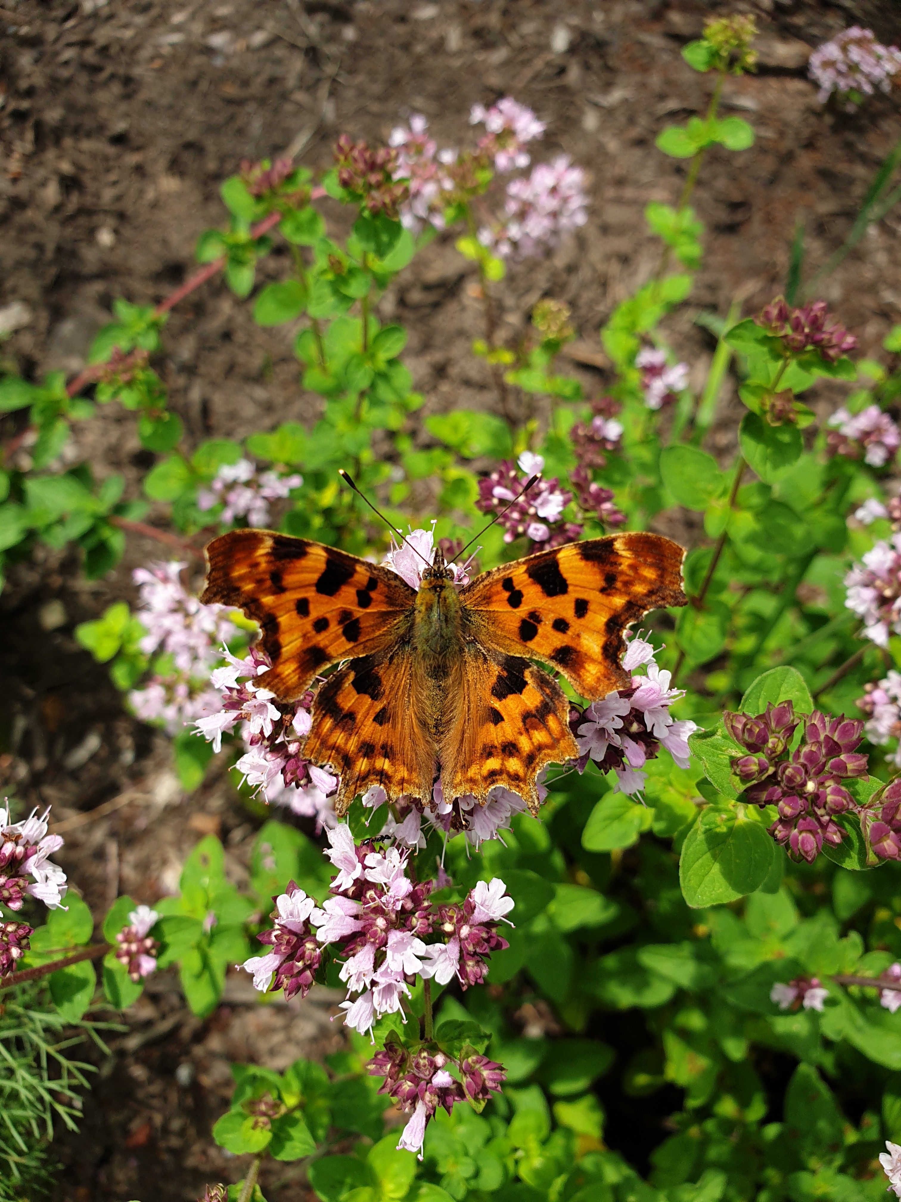 Vrijwilliger gezocht met groene vingers voor Voedselbos bij de Viermarken
