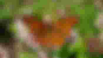 Vrijwilliger gezocht met groene vingers voor Voedselbos bij de Viermarken