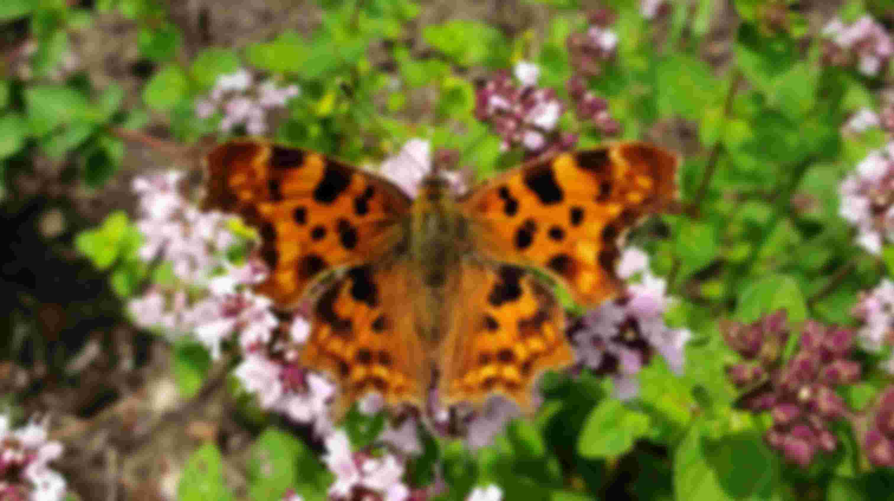 Vrijwilliger gezocht met groene vingers voor Voedselbos bij de Viermarken