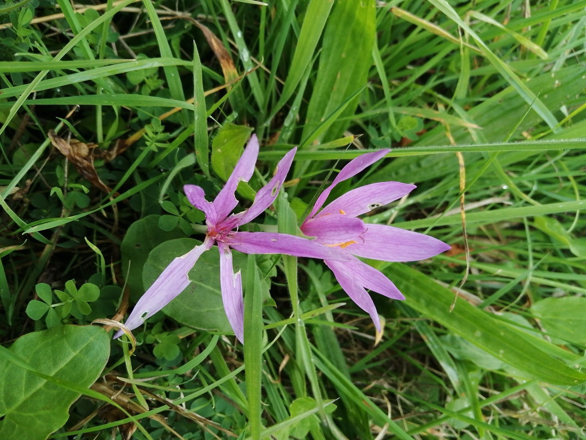 Meadow Saffron Survey