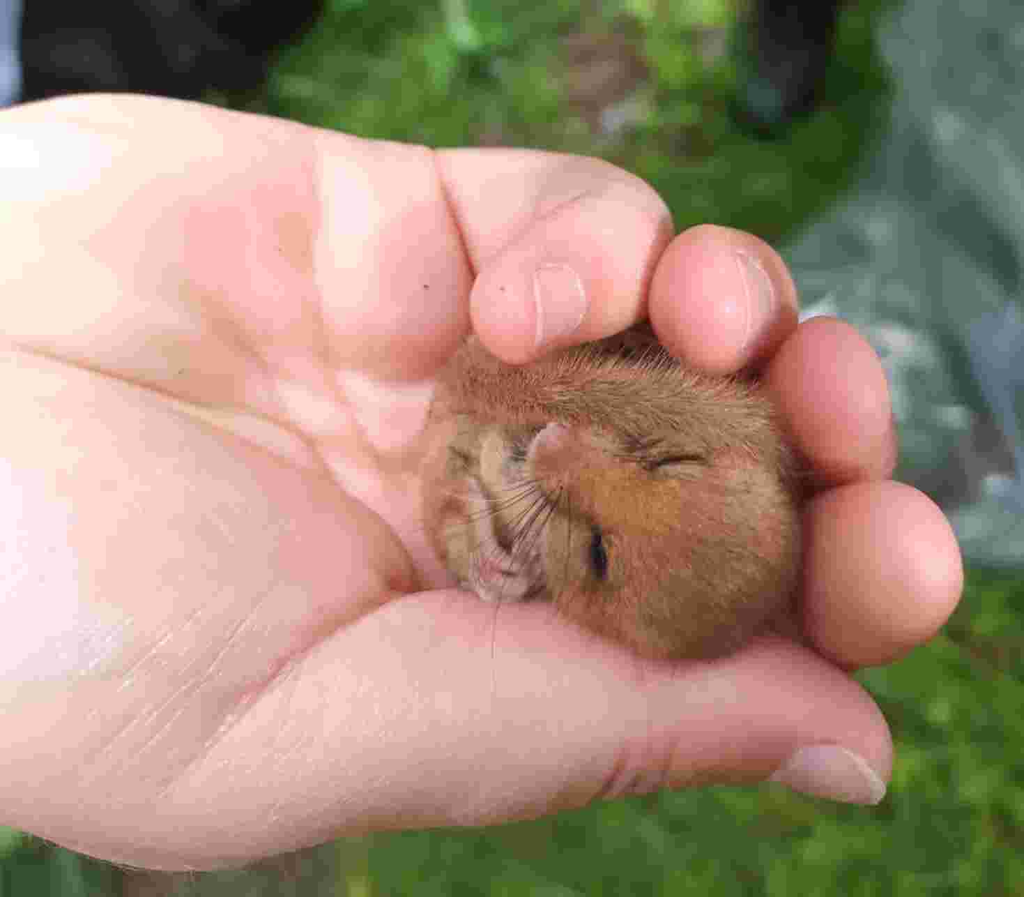 Dormouse Survey